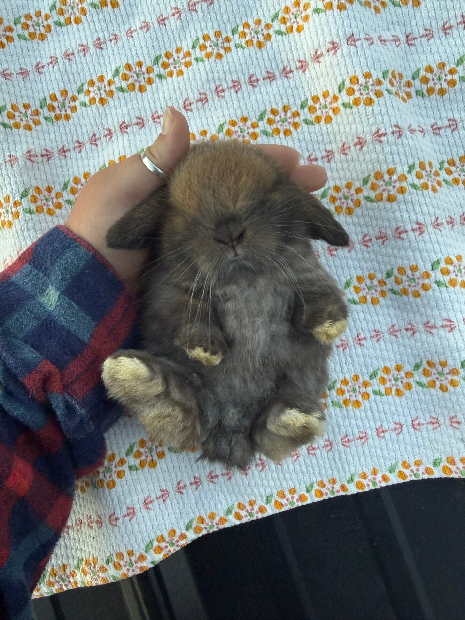 *RESERVED* pedigreed holland lop baby for sale