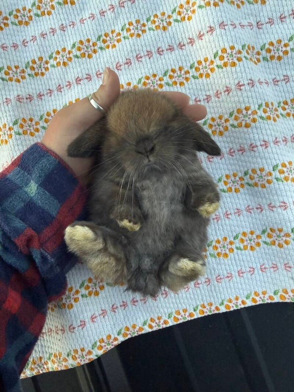 *RESERVED* pedigreed holland lop baby for sale
