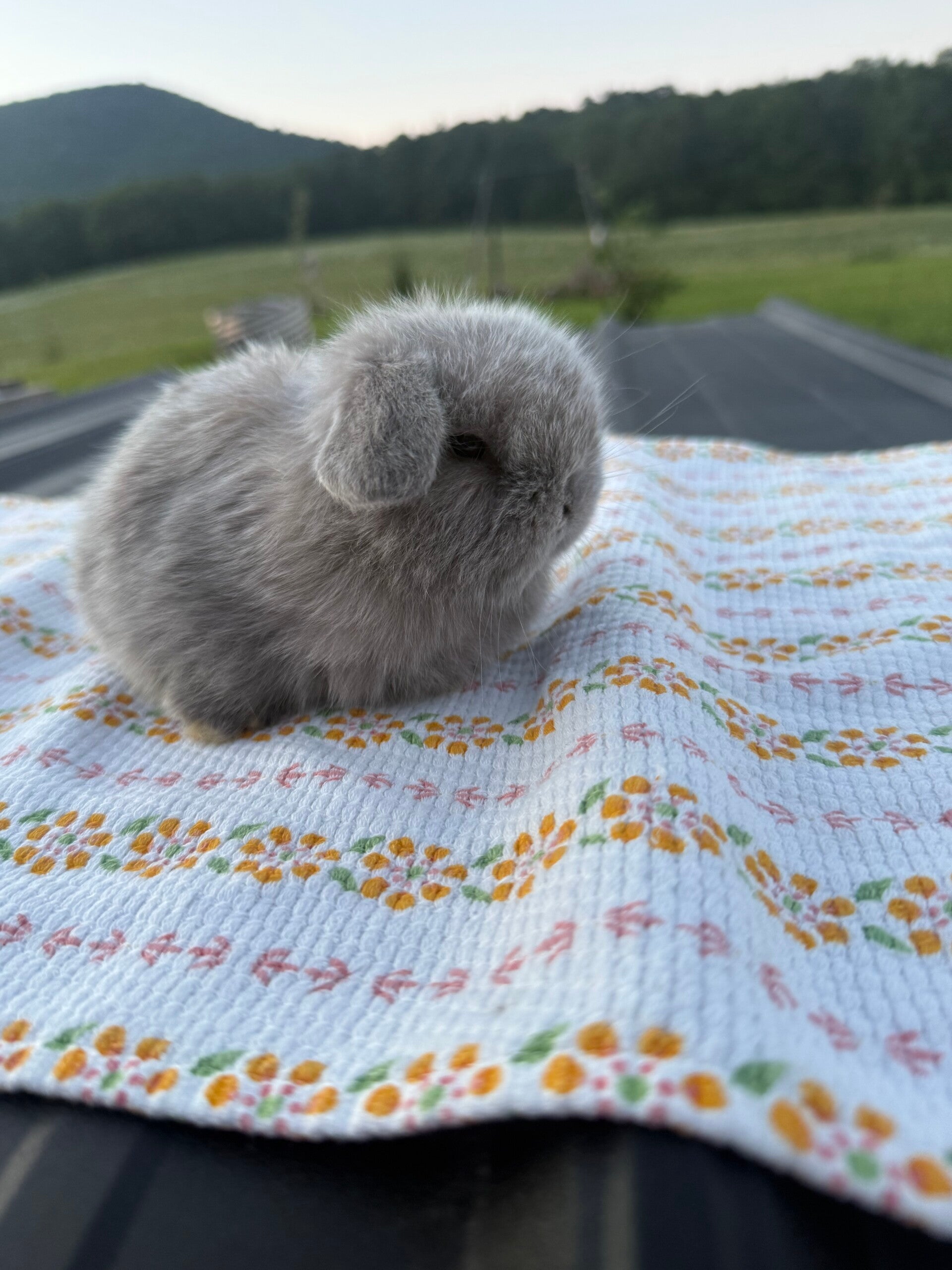 *Reserved* Pedigreed holland lop baby for sale