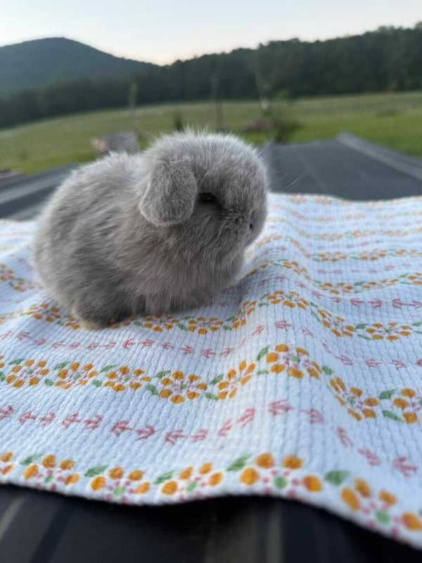 *Reserved* Pedigreed holland lop baby for sale