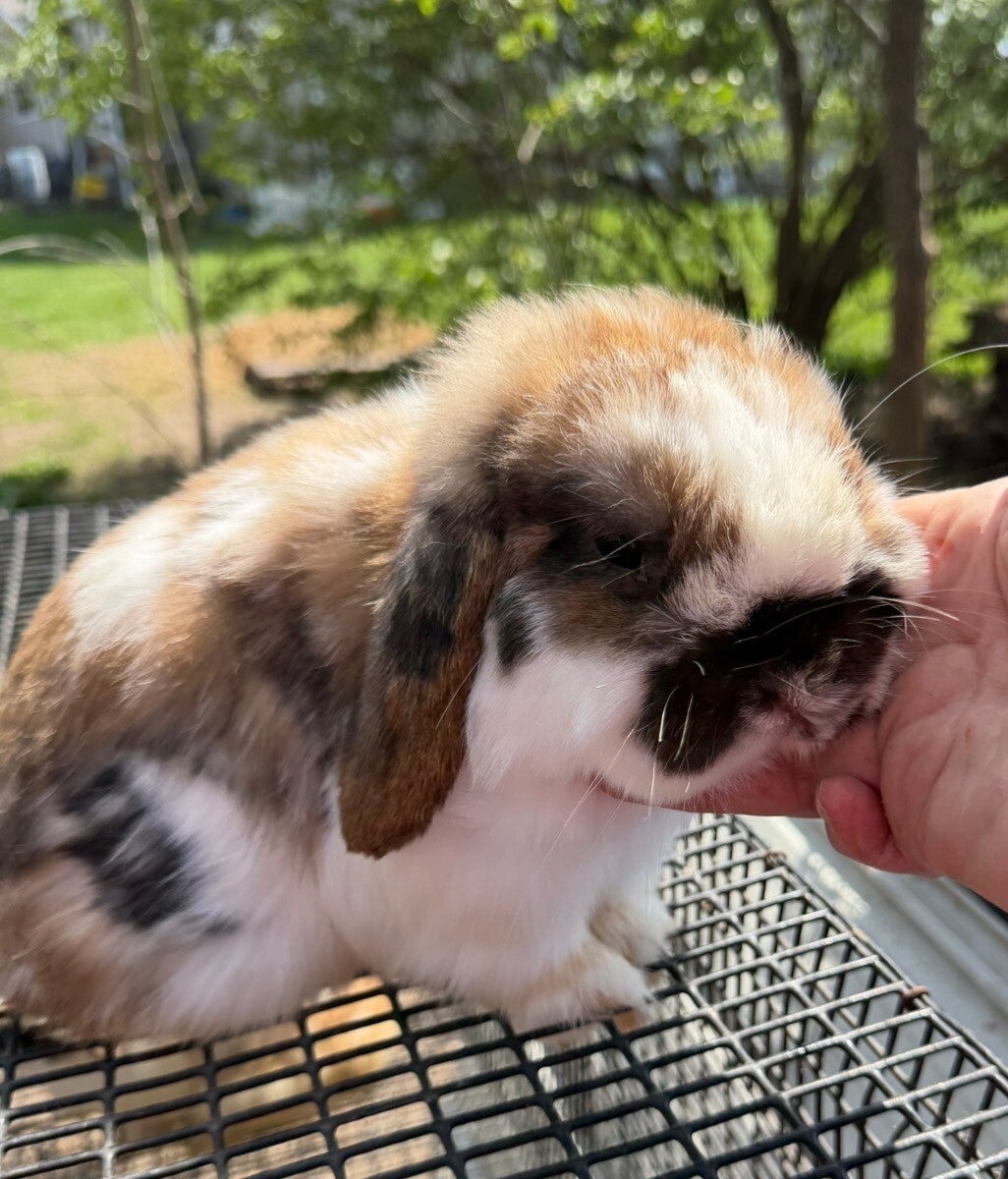 Coming soon Kahlua and Bourbons baby’s