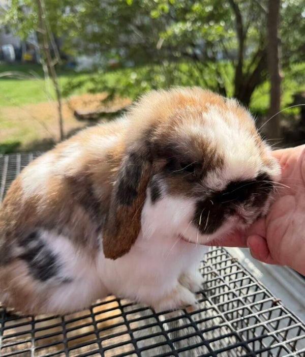 Coming soon Kahlua and Bourbons baby’s