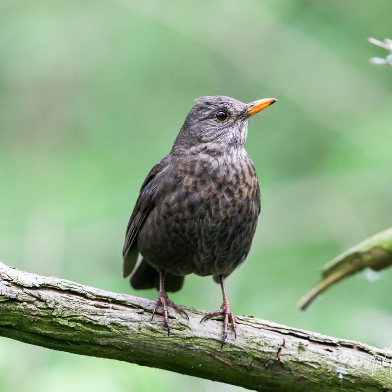 20201103MvO_vogelhut00016.jpg