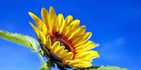 Zonnebloem Hellendoorn