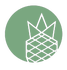 little pineapple