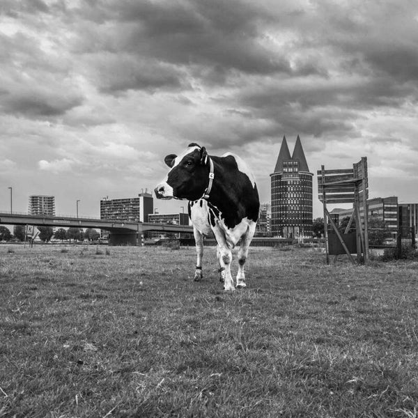 Siem Clerx 'Luus' op Dibond in baklijst afm. 30*30cm of 60*60cm