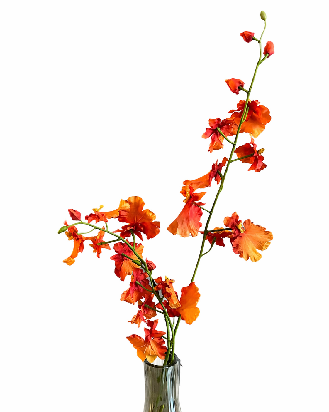 Oranje Orchidee