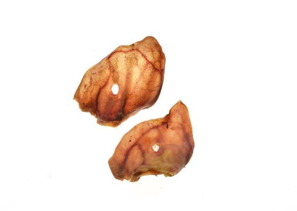 Varkensoren