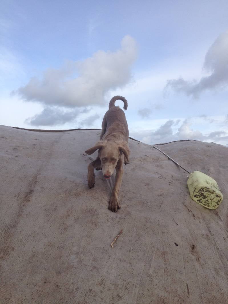 Weimaraner on hill.jpg