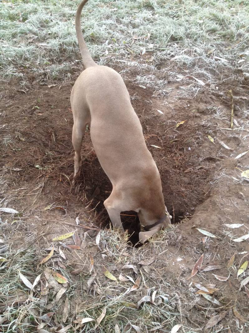 WeimaranerDigging.jpg