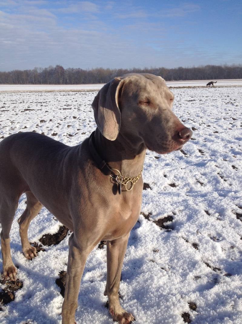 WeimaranerKelseyenjoySun.jpg