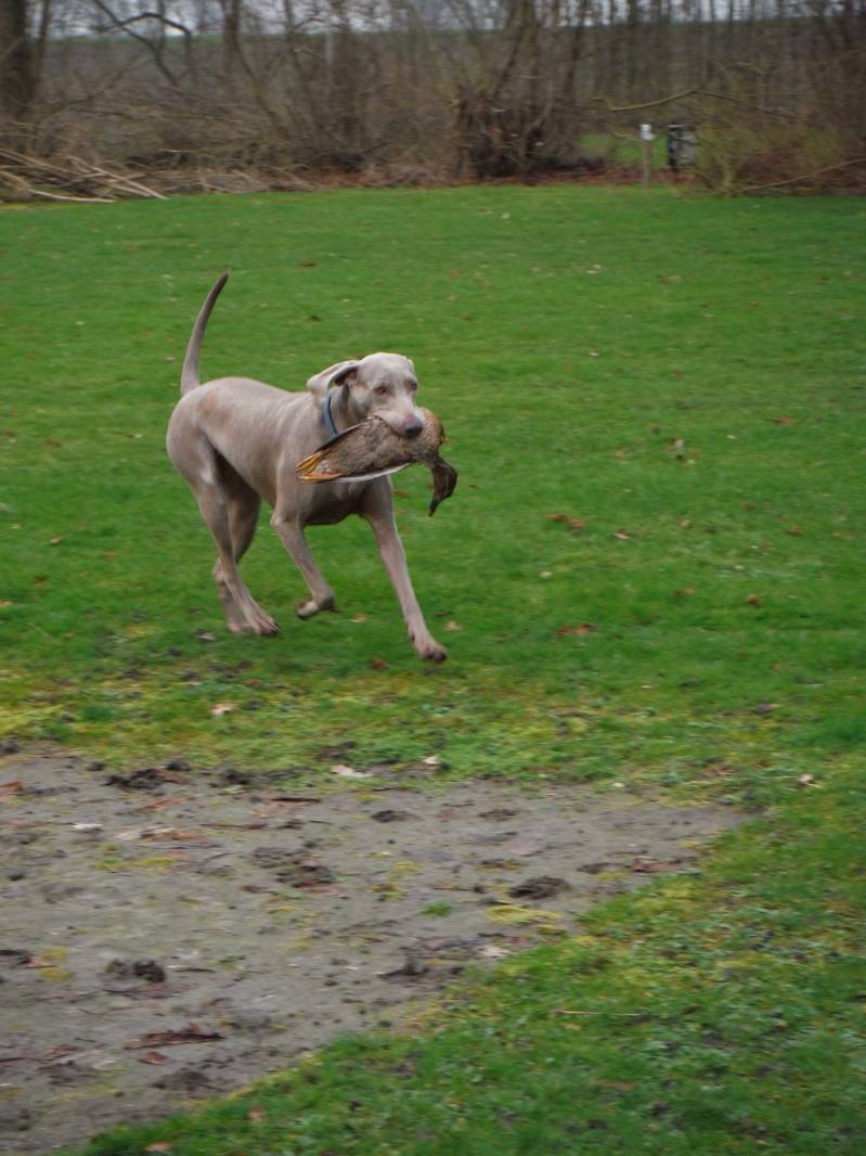 Weimaranerapporting.jpg