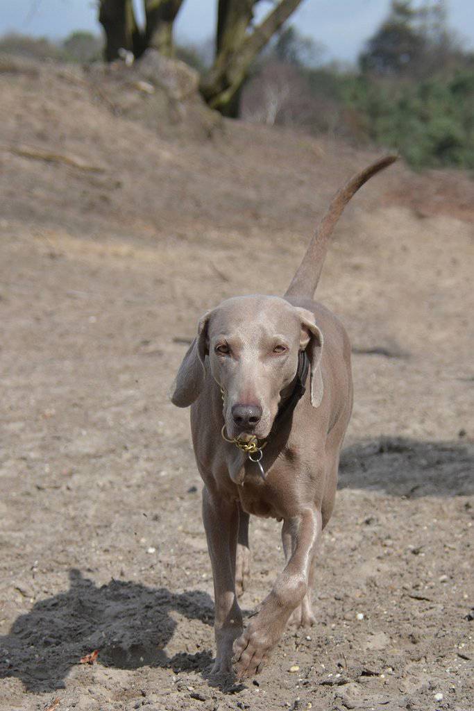 Weimaranerapproaching.jpg