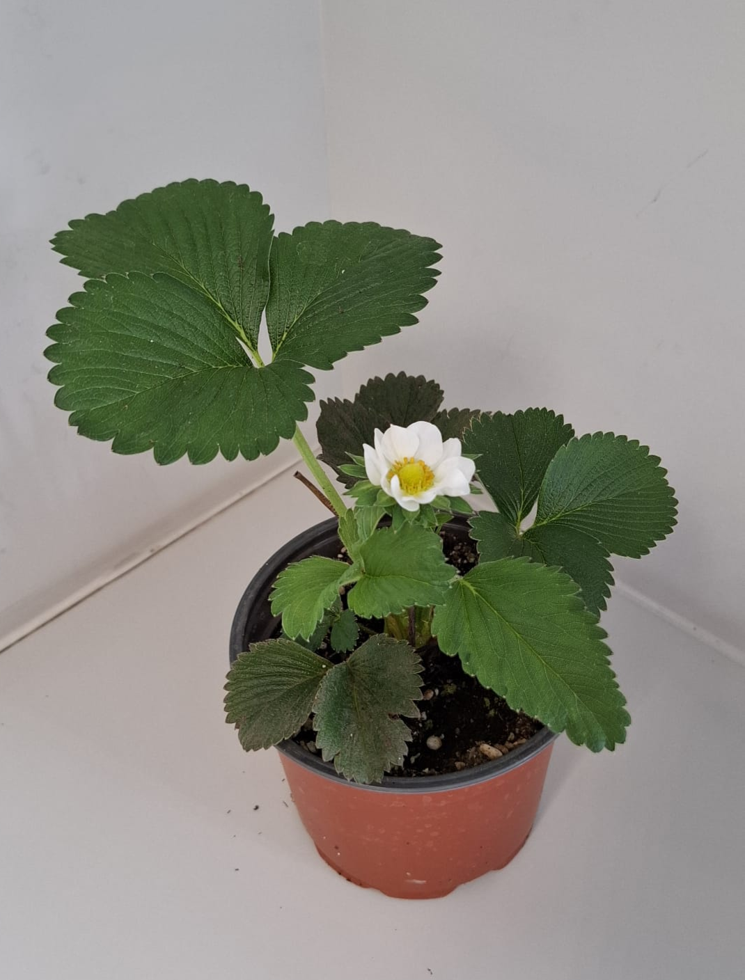 Aardbeiplantje (per 2)