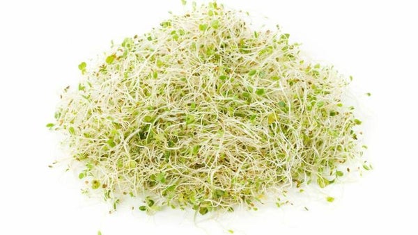 Luzerne (alfalfa) kiemen (50g)