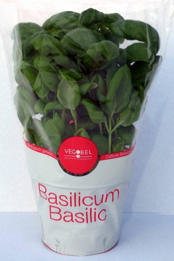 Basilicum in pot