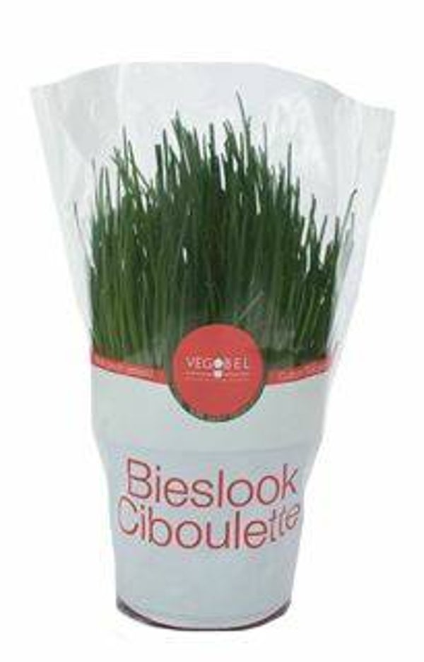 Bieslook in pot