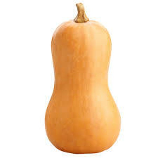 Butternut pompoen 1 stuk