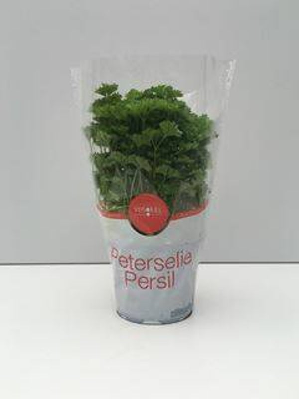 Krulpeterselie in pot