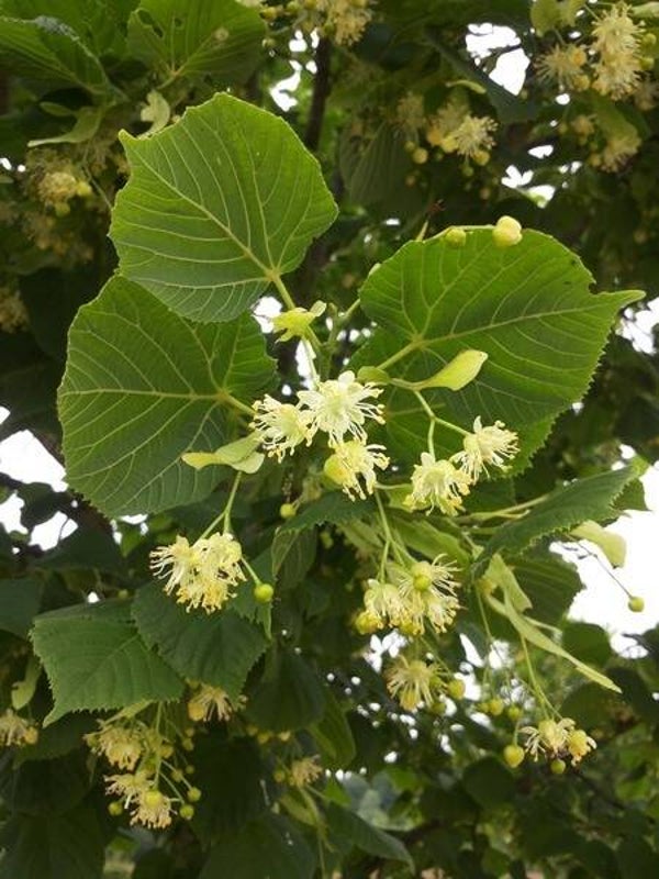 Lindehoning 500g (oogst 2021)