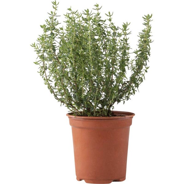 Tijm in pot
