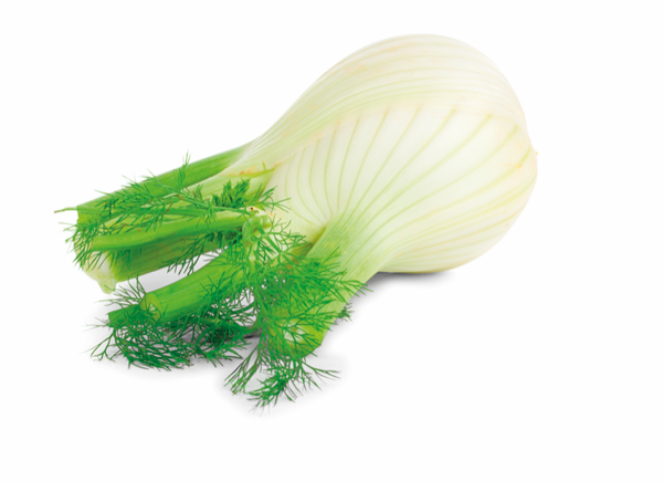 Venkel 1 stuk