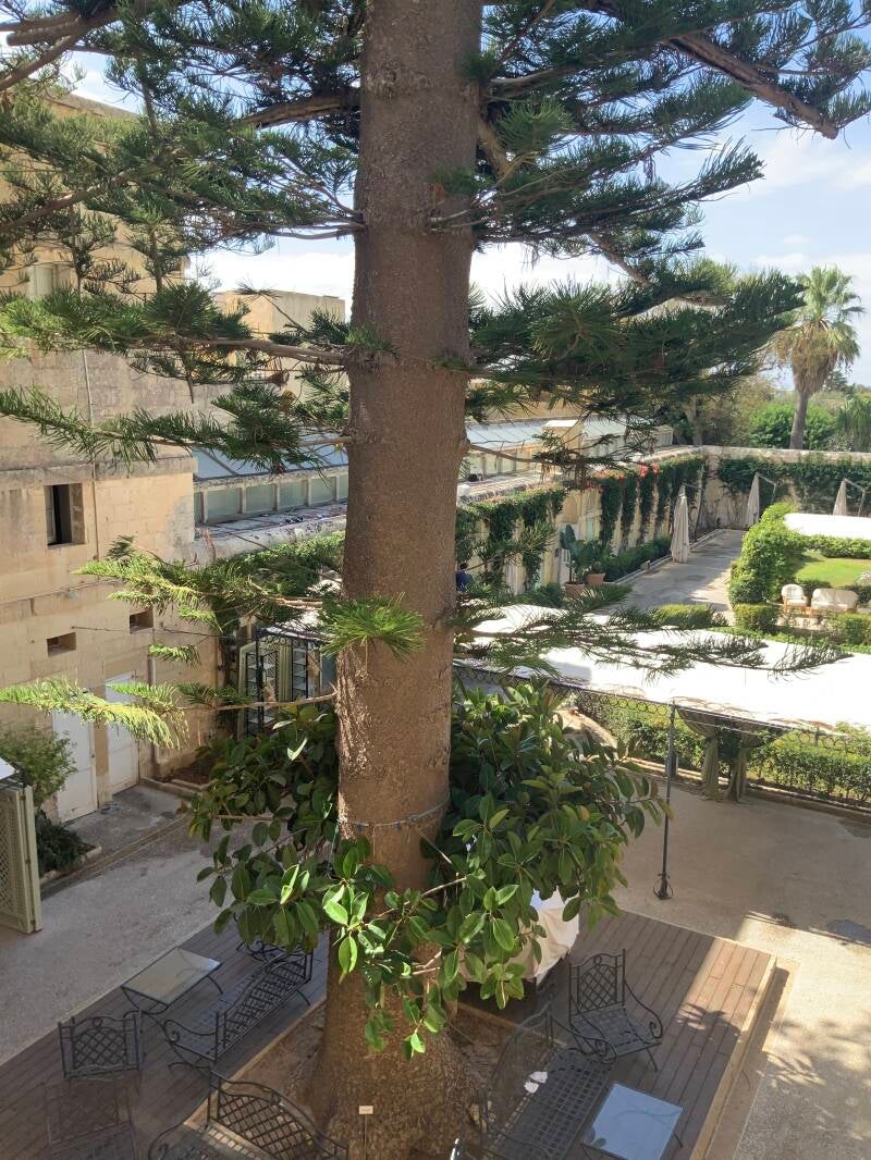 Palazzo Parisio Gardens, Naxxar