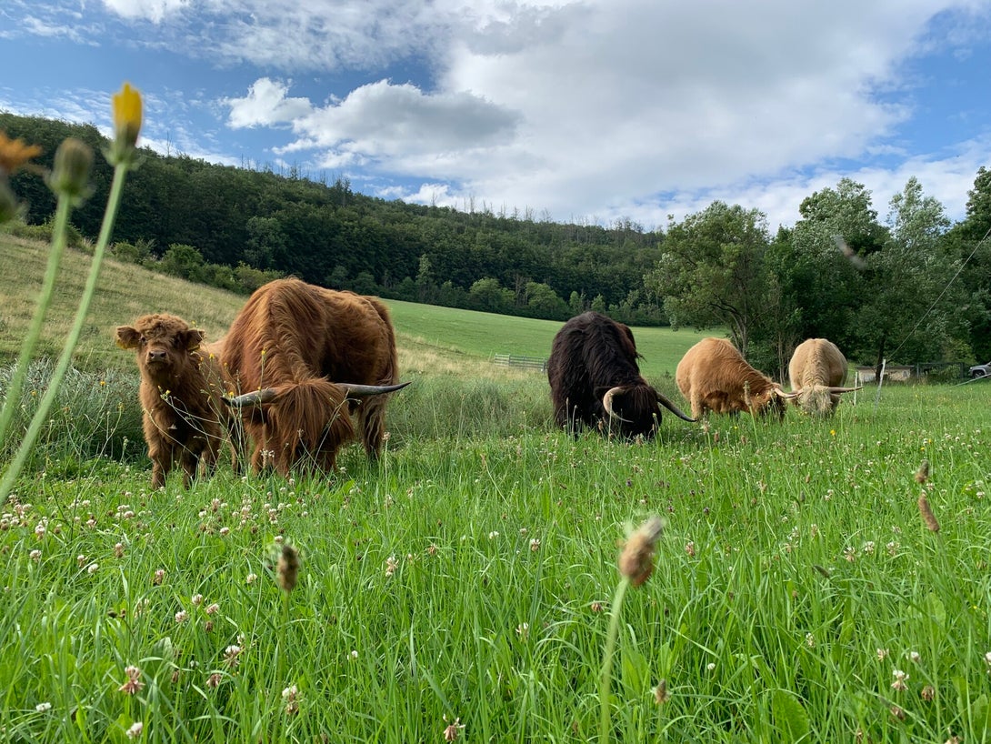 Mini Highland Cattle Hochlandrind