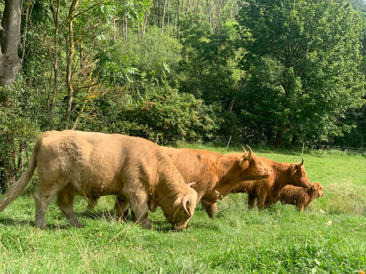 Mini Highland Cattle Hochlandrind