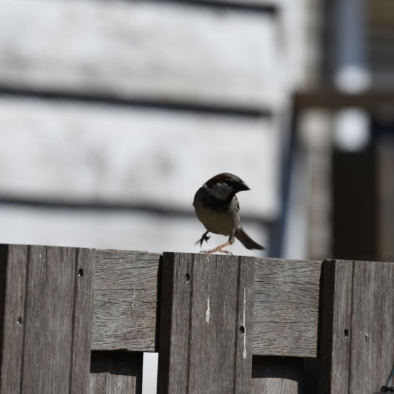 dsc_0156-standard-lht3r0.jpg