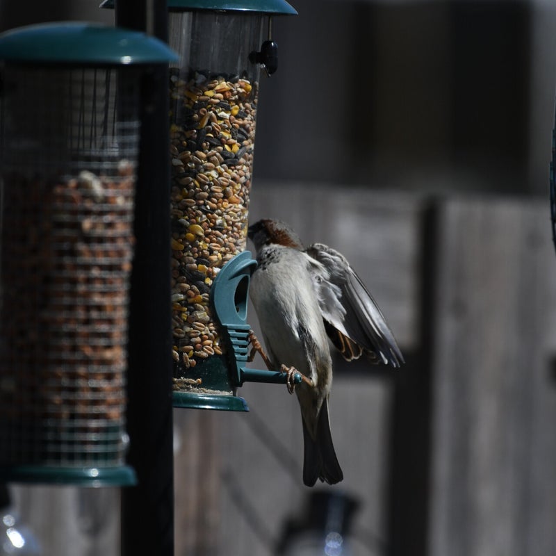 dsc_0177-standard.jpg