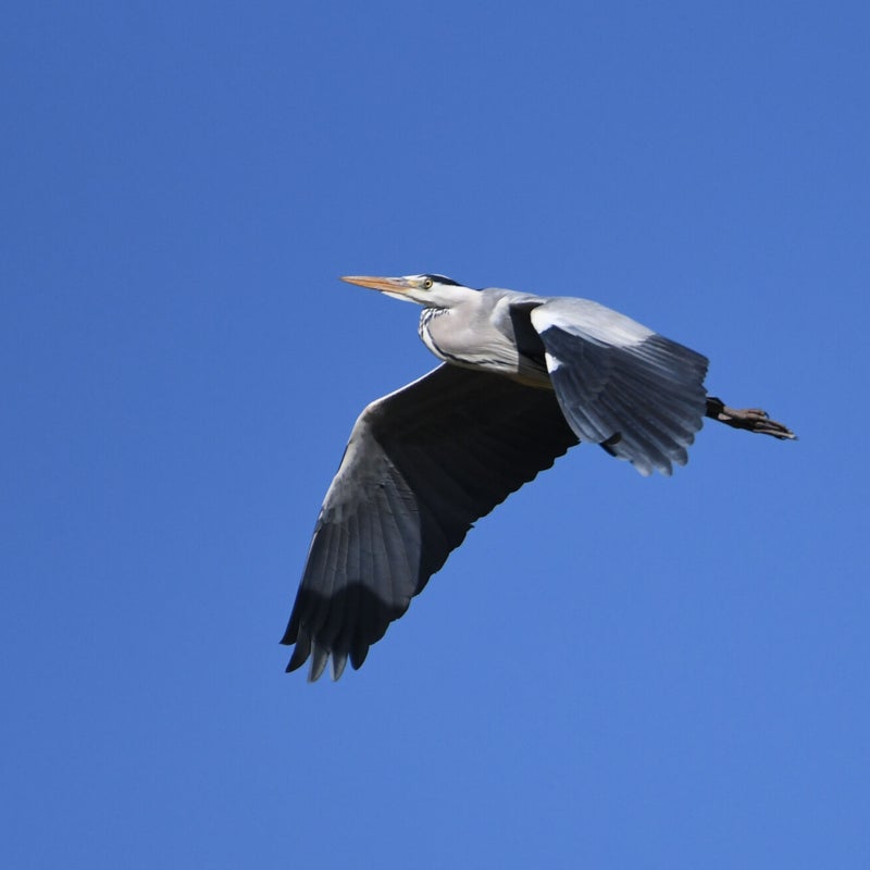 dsc_0223-standard.jpg