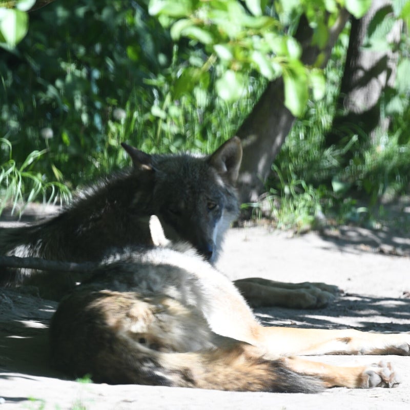 dsc_0890-standard.jpg