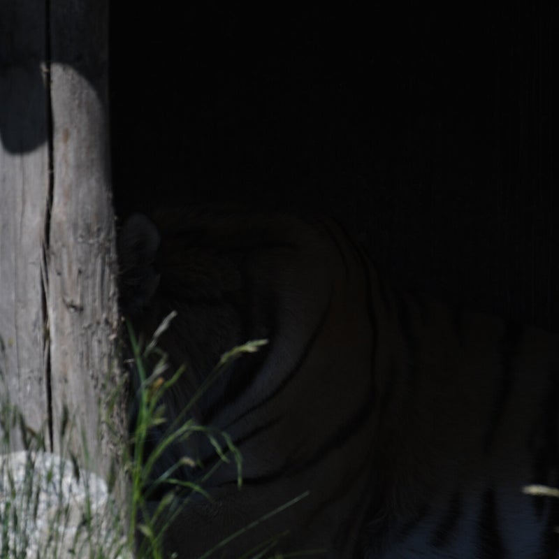 dsc_1184-standard.jpg