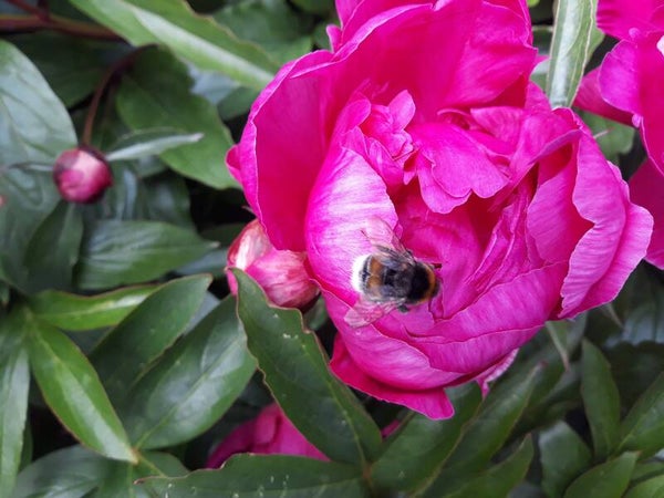Paeonia lactiflora 'Sarah Bernardt'