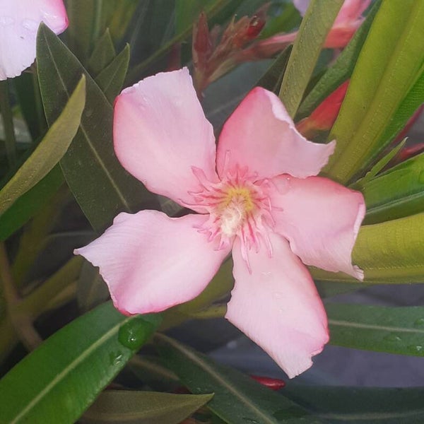 Nerium Oleander (roze)