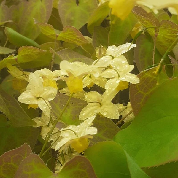 Epimedium pinnatum 'Black Sea'