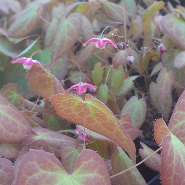 Epimedium rubrum