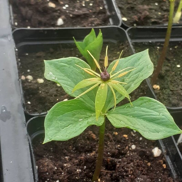 Paris quadrifolia