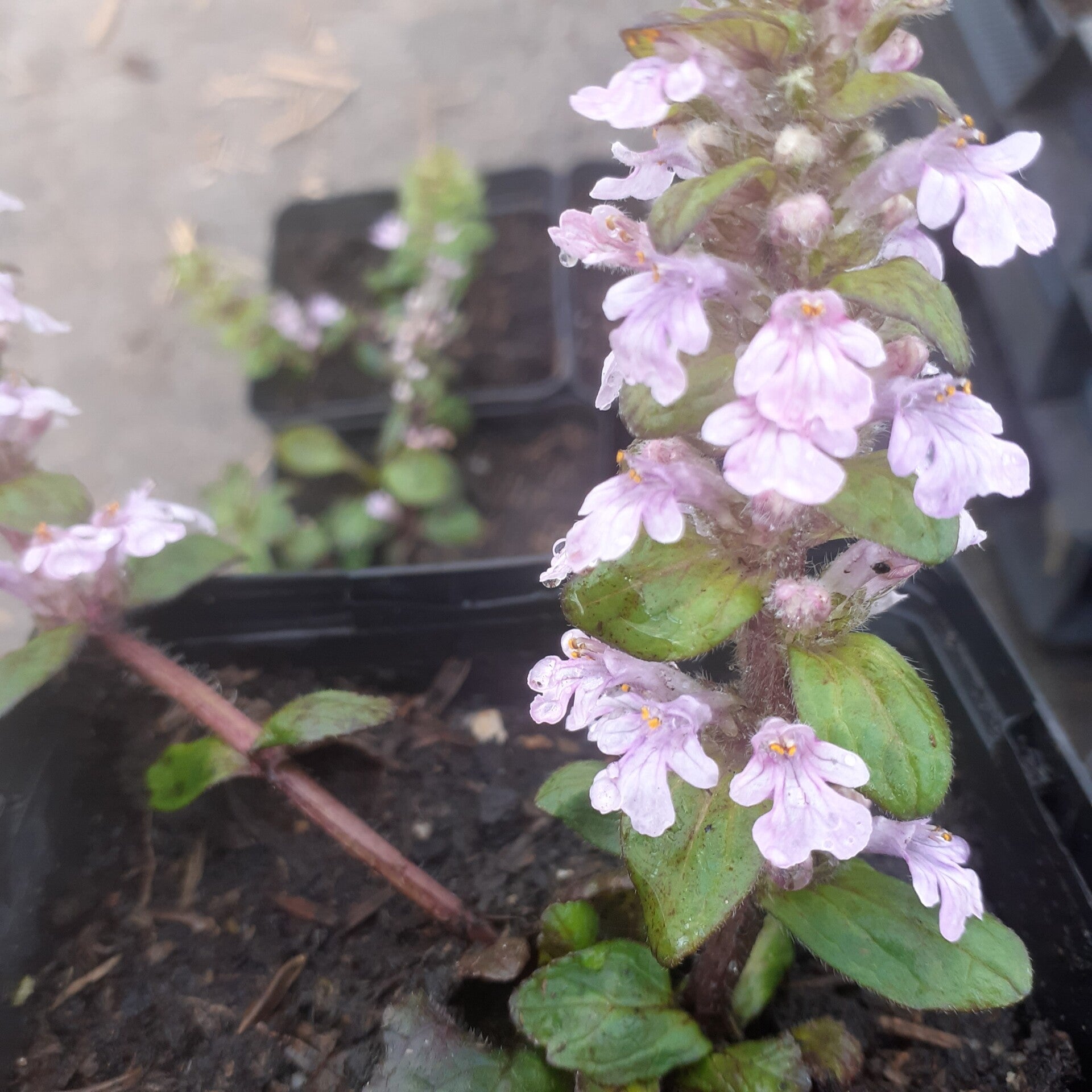 Ajuga reptans 'Purple Torch'
