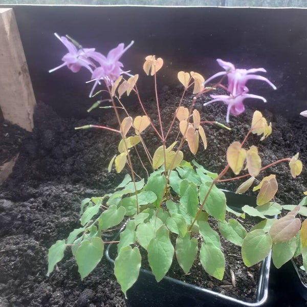 Epimedium grandiflorum 'Sasaki'