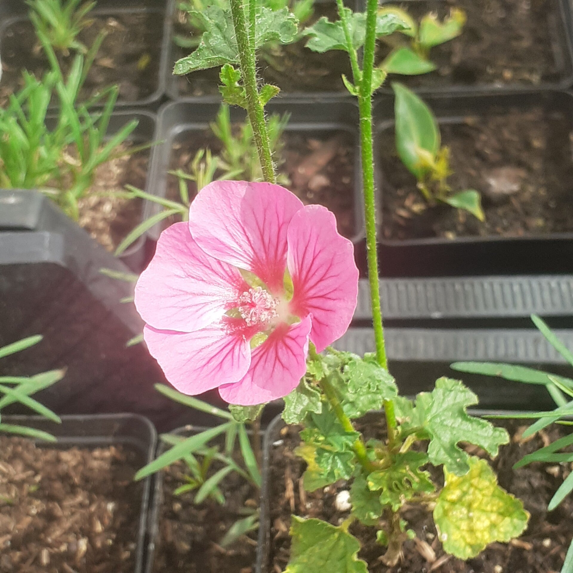 Anisodonthea capensis