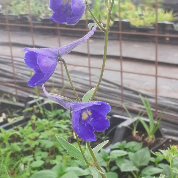 Delphinium belladonna 'Atlantis'