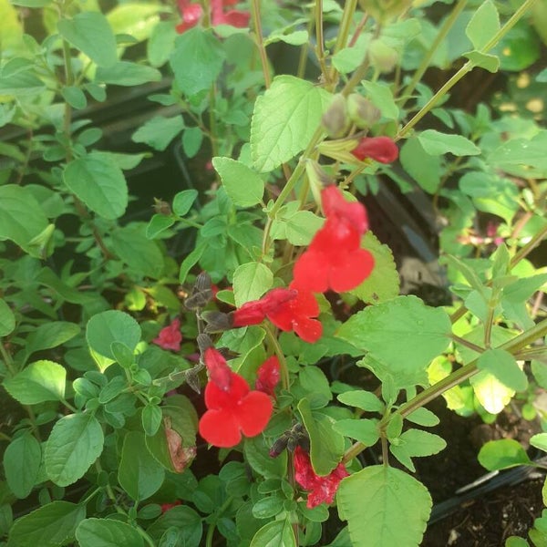 Salvia microphylla 'Royal Bumble'