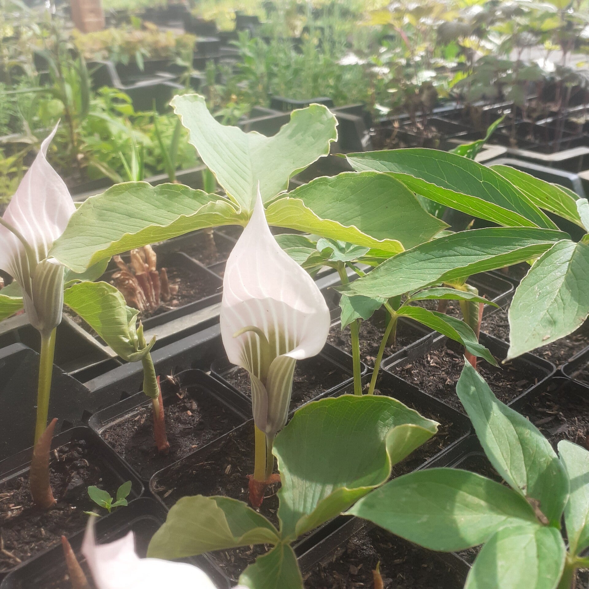 Arisaema candidissimum