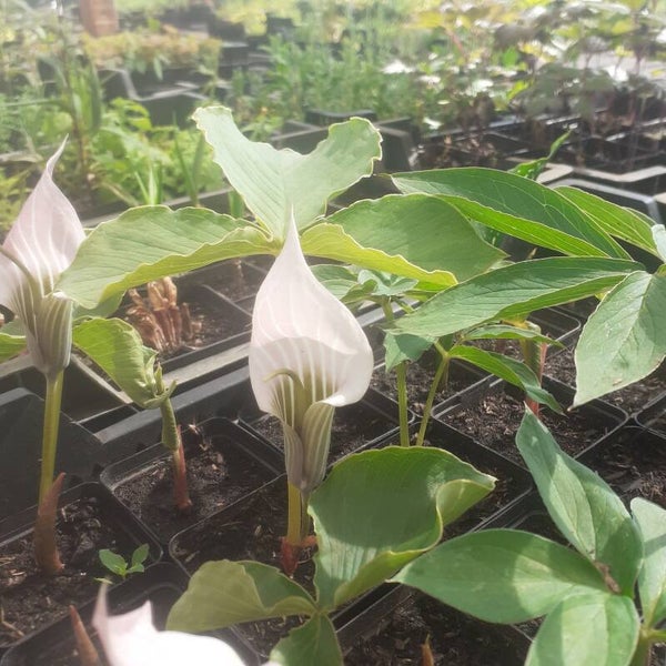 Arisaema candidissimum