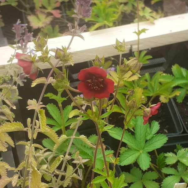 Potentilla thurberi 'Monarch’s Velvet'