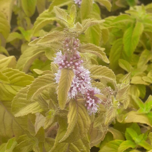 Mentha spicata 'Hillary’s Sweet Lemon'