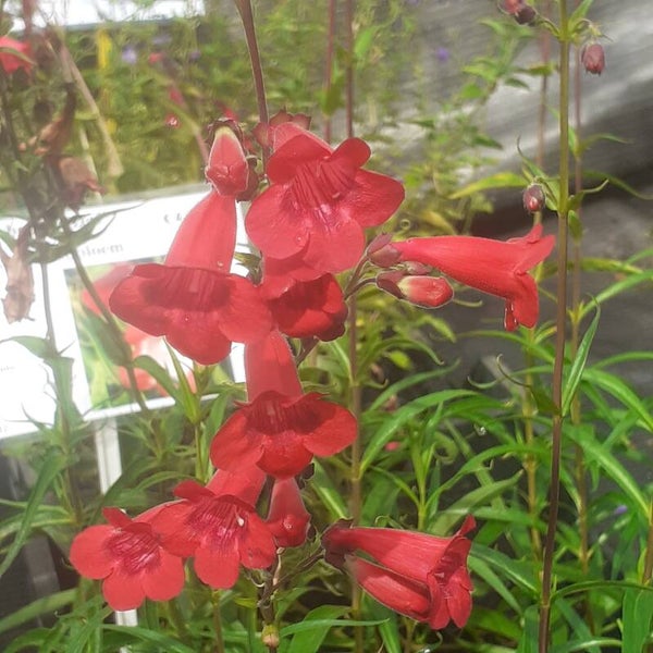 Penstemon 'Schoenholzeri'