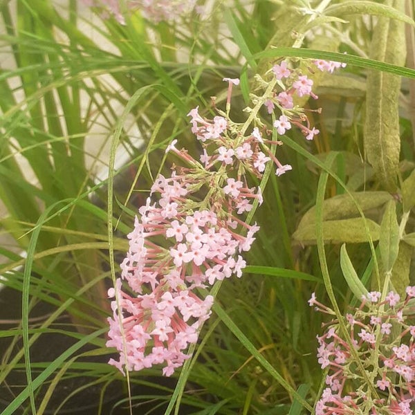 Buddleja davidii 'Pink Delight'